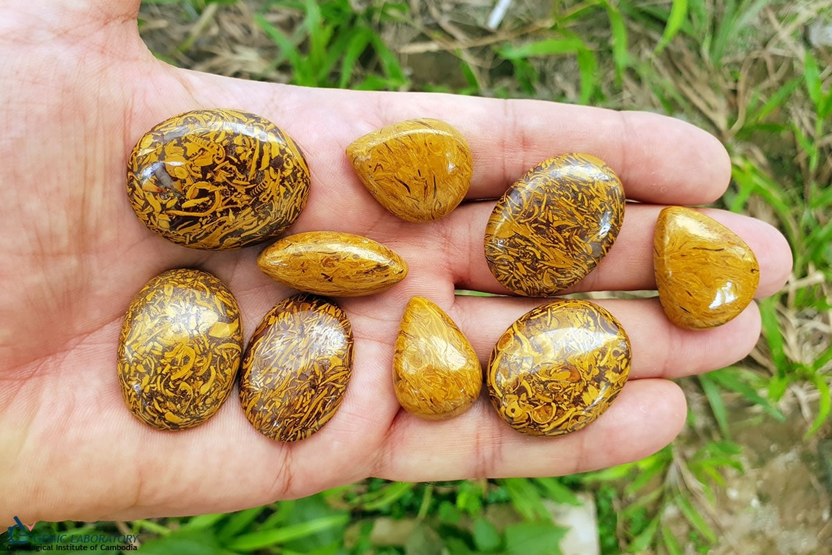 Coquina Jaspis kommt aus Indien. Es ist eine natürlich vorkommende Mischung aus fossilen Muscheln und Hämatit-Eisensteinen